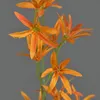 artplants.de Textilblume Tweedia solanoides Pallas, orange, Produktbild-Vorschau 5