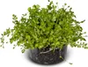 Eco Plant Micranthemum Umbrosum - roślina invitro 20 sztuk Podgląd zdjęcia produktu 1
