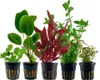 Pflanzen Set mit 5 Einsteiger Topf Aquarium Wasserpflanzen Produktbild-Vorschau 1