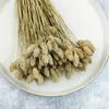 Phalaris Getrocknete - Kanariengras - Natürlich Produktbild-Vorschau 6