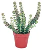 Sukkulente - Crassula Hottentot - Felsen-Dickblatt -  im Produktbild-Vorschau 1