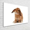 Tulup® Glas-Bild - 100 x 70 - Wandbild aus Glas - Wandkunst Produktbild-Vorschau 2