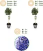 Green boutiQ - Arbre sur tige - Ceanothus impressus Voir les images du produit 10