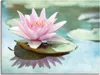 ARTland Leinwandbild Rosa Seerose Größe: 60x45 cm Produktbild-Vorschau 1