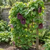 x1 Aristolochia Macrophylla P17 H80 Produktbild-Vorschau 2