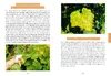 Das Gemüsegarten 1 x 1 Produktbild-Vorschau 11