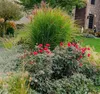 Stauden Gänge 1 x Miscanthus sinensis 'Purpurascens' im XXL Produktbild-Vorschau 4