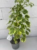 Hydrangea petiolaris Miranda - Kletterhortensie Miranda Produktbild-Vorschau 2
