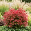 Nandina Blush Pink - Dunkelrosa - Immergrün - Pflegeleicht Produktbild-Vorschau 5