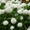 Hydrangea arborescens Annabelle - Hortensja - Odporna - Podgląd zdjęcia produktu 5