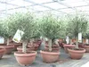 Olivenbaum Bonsai 70 - 90 cm Formgehölz, Olive winterhart, Produktbild-Vorschau 8