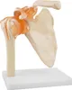 Anatomie Model kostry Model lidského ramene Anatomie v Náhled obrázku produktu 1