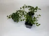 100 Stück, Topf 9cm, Bodendecker kriechend Cotoneaster Produktbild-Vorschau 1