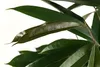 Dehner Birkenfeige, Ficus binnendijkii Amstel King, in Produktbild-Vorschau 2