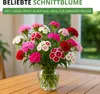 Bartnelke Gefüllte Mischung Samen - Dianthus barbatus - Produktbild-Vorschau 6