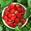 10 Stk. Erdbeerpflanze 'Portola' Immertragende Erdbeeren, Produktbild-Vorschau 7