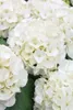 A close-up view of several white hydrangeas. Produktbild-Vorschau