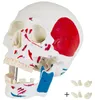 Anatomie Modell Skelett Knochen Körper Mensch Muskeln Produktbild-Vorschau 4
