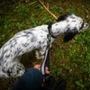 Non-stop dogwear Hundeleine Touring Bungee Leash Produktbild-Vorschau 9