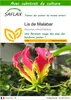 SAFLAX  - Lis de Malabar - 15 graines - Avec substrat - Voir les images du produit 1