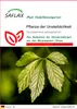 SAFLAX - Pflanze der Unsterblichkeit - Gynostemma Produktbild-Vorschau 1
