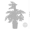 Bloomique - Monstera Adansonii avec tuteur - Plante 'Monkey Voir les images du produit 5