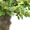 Bonsai Baum mit Keramik Blumentopf - Ligustrum, Ficus, Produktbild-Vorschau 5