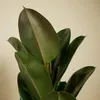 Bloomique - Ficus Elastica Robusta - Gummibaum - Produktbild-Vorschau 5