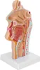 Anatomisches Modell der menschlichen Nase, Mundhöhle und Voir les images du produit 3
