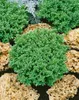 Hebe 'Cobb Valley', Strauchveronika, kompakt, 10–15 cm Produktbild-Vorschau 4