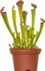 Bloomique - Sarracenia Juthatip Soper - Plante Trompette - Voir les images du produit 1