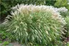 Stauden Gänge 3 x Miscanthus sinensis 'Adagio' im 1 Liter Produktbild-Vorschau 1