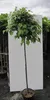 Hochstamm Winterlinde Lico - Tilia cordata - Stamm 125cm + Produktbild-Vorschau 3