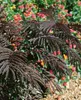 Albizia julibrissin 'Summer Chocolate', Seidenbaum, Produktbild-Vorschau 7