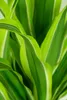 A close-up view of the leaves of a Dracaena deremensis Lemon Lime plant. Produktbild-Vorschau