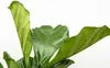 Ficus Lyrata Geigen Feige 200cm Ø32cm pflegeleicht Produktbild-Vorschau 2