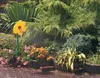 Neustanlo | Sprinklerblume | lustige Gartenblume | rot Produktbild-Vorschau 4