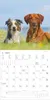 Hunde 2027 Produktbild-Vorschau 5