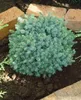 Picea glauca 'Echiniformis', Zwergfichte, kompakt, 20–25 cm Produktbild-Vorschau 14