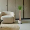 olifantspoot Beaucarnea 120cm Ø32cm kamerplant met dickem Productafbeelding-voorbeeld 4