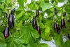SAFLAX - BIO - Aubergine - Long Purple - 20 Samen - Mit Produktbild-Vorschau 8
