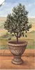 ARTland Poster Olivenbaum Größe: 20x40 cm Produktbild-Vorschau 1