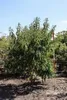 Heptacodium miconioides - Sieben Söhne Des Himmels Strauch Produktbild-Vorschau 4