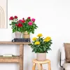 Bloomique - 3er-Mix - Topfrosen - Rot, Gelb, Rosa - Produktbild-Vorschau 4