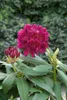 Rhododendron Hybr. 'Polarnacht', dunkelviolett, 30–40 cm Produktbild-Vorschau 2