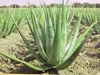 Tabaibaloe Aloe Vera Duschgel 250ml Produktbild-Vorschau 4