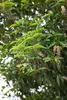 Prunus lusitanica 'Angustifolia', Portugiesischer Lorbeer, Produktbild-Vorschau 7