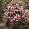 Leucothoe walteri 'Scarletta', Schattenglöckchen, rot, Produktbild-Vorschau 5