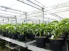 2 Stück Bananenstaude Musa Basjoo 60 - 80 cm winterhart Produktbild-Vorschau 5