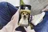 MuchoWow® Handyhülle Schutzhülle Hülle für iPhone 12 Hund - Produktbild-Vorschau 3